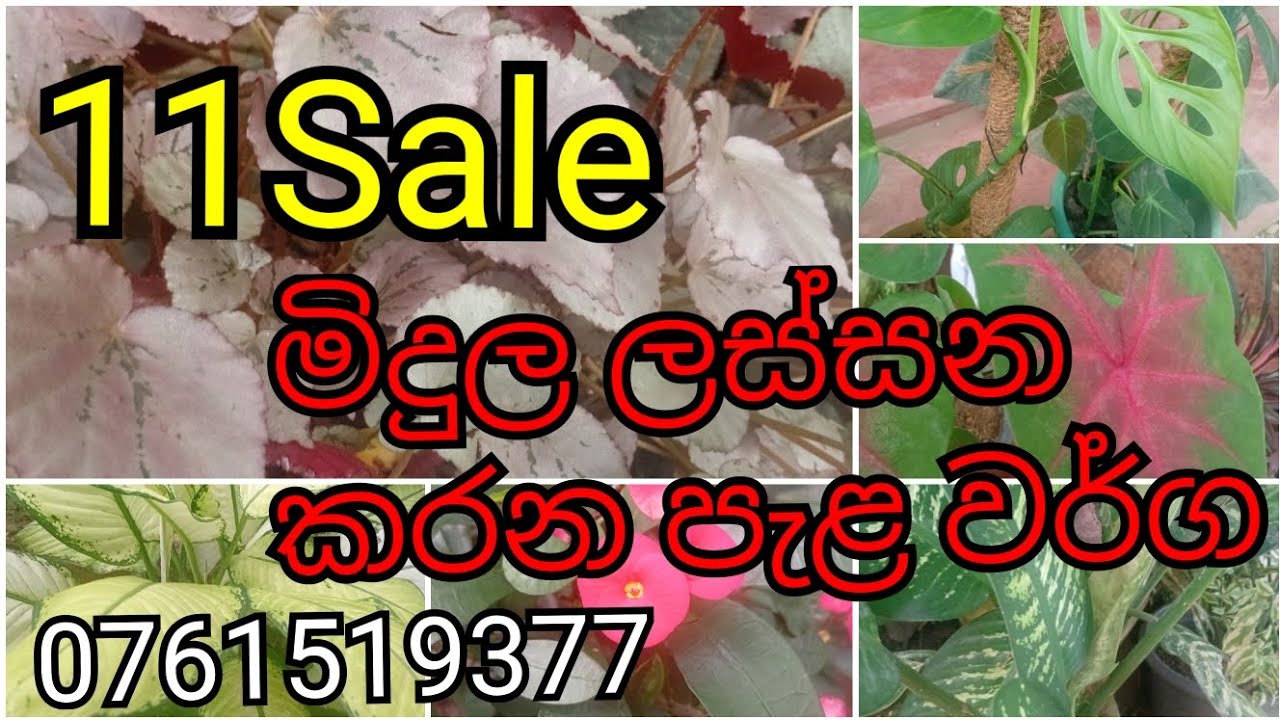 විසිතුරු පැළ අඩුවට ගන්න එන්න 0761519377  number call or message #garden #gardening #plants 😎🌸