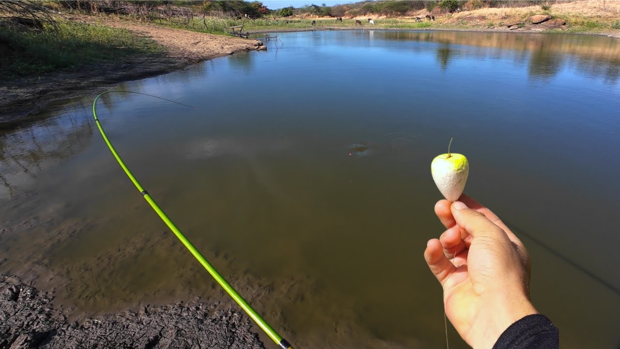 PESCARIA DE TILAPIAS E TRAIRAS AQUI TEM MAIS PEIXE QUE AGUA  LEVAVAM COM TUDO pescaria