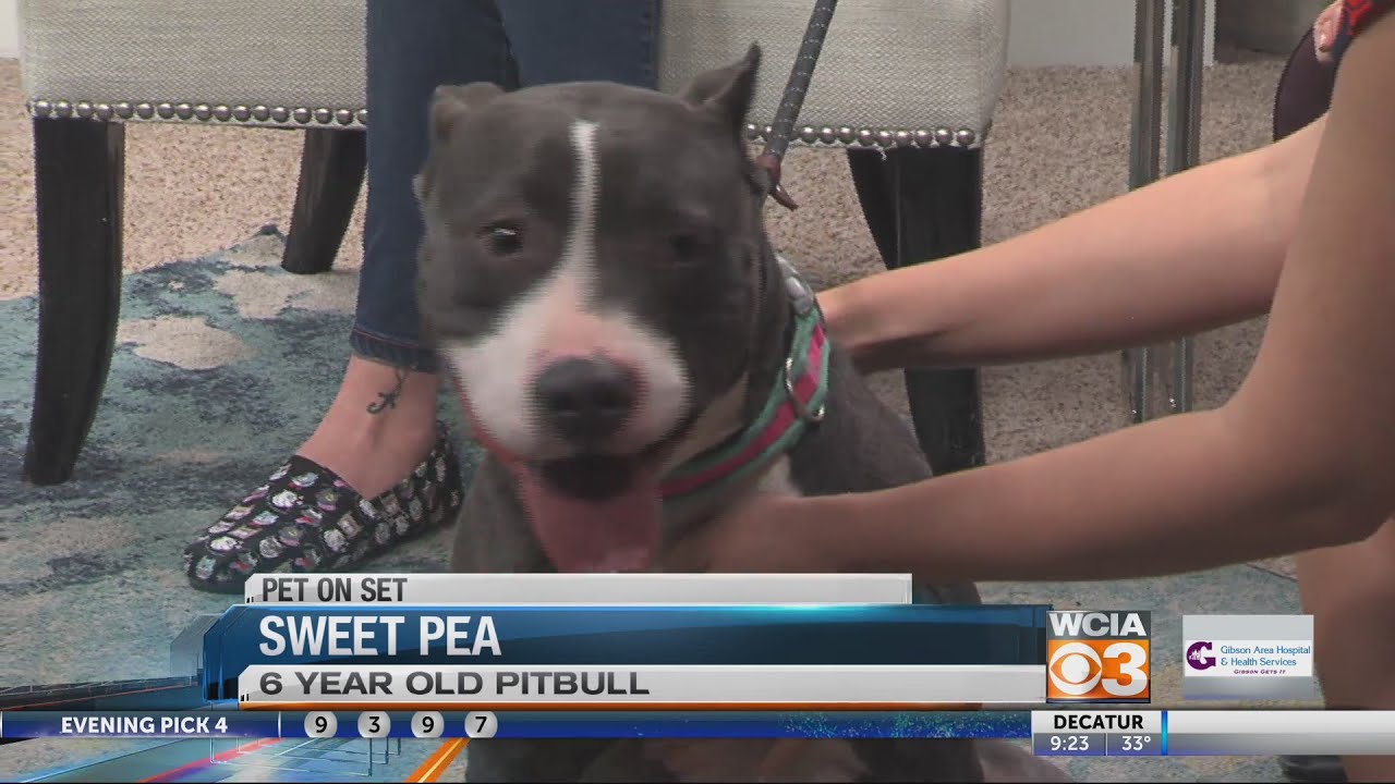 Sweet Pea
