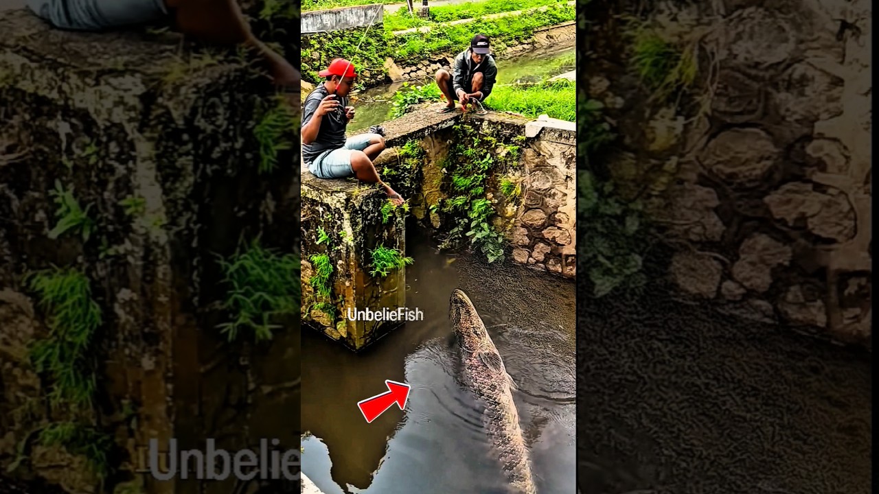 Strike Ikan Gabus Babon Besar‼️ Mancing di Parit Sungai Kecil #shorts #mancing #fish