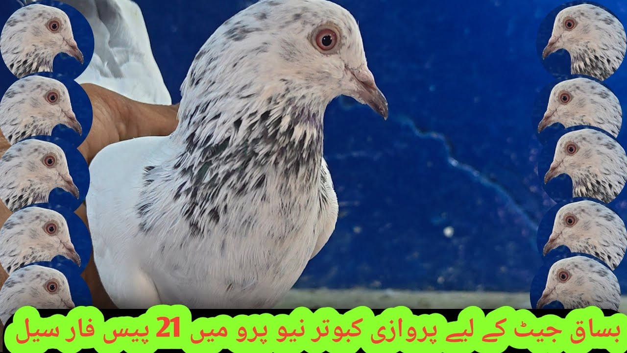 Parwazi Kabootar Wasakh Jheth Kay Liya 03071539639 || #parwazi #pigeon #kabootar 