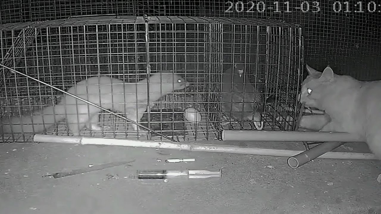 How to trap weasel with cage，It was a failure to trap the weasel 2020