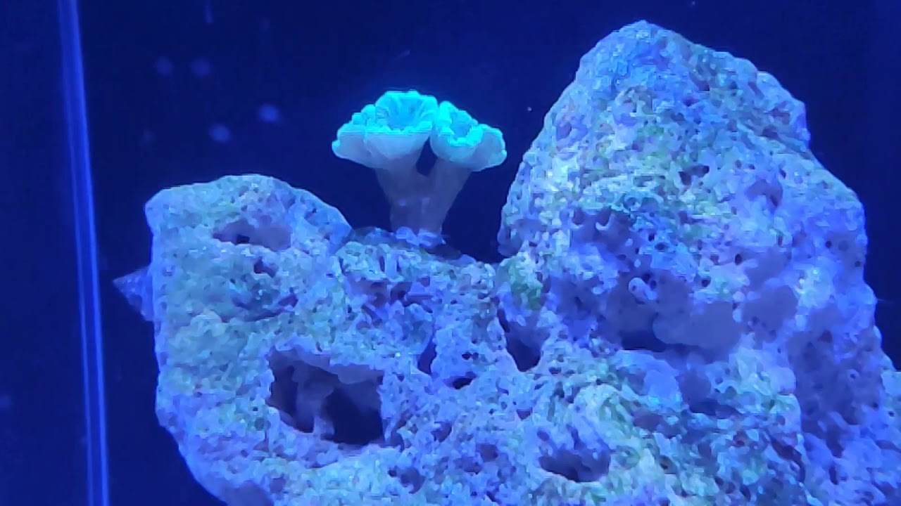 Морской аквариум  Развитие   Месяц с запуска