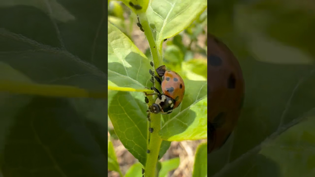 БОЖЬИ КОРОВКИ - СУПЕРХИЩНИКИ ПРИРОДЫ! 🐞💥 #садогород #божьякоровка #тля #макросъёмка #ladybug