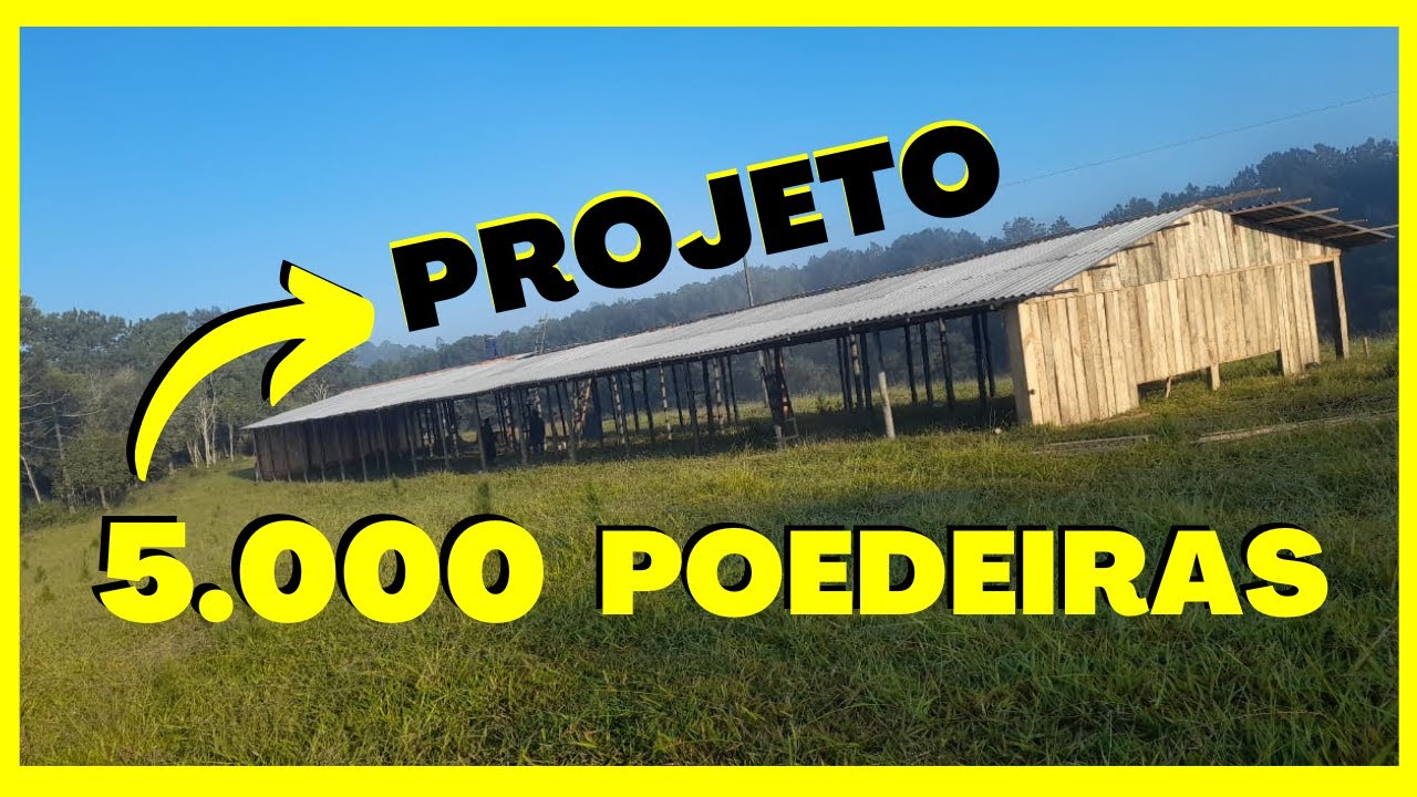PROJETO 5.000 GALINHAS POEDEIRAS: infraestrutura, área total e dimensionamentos