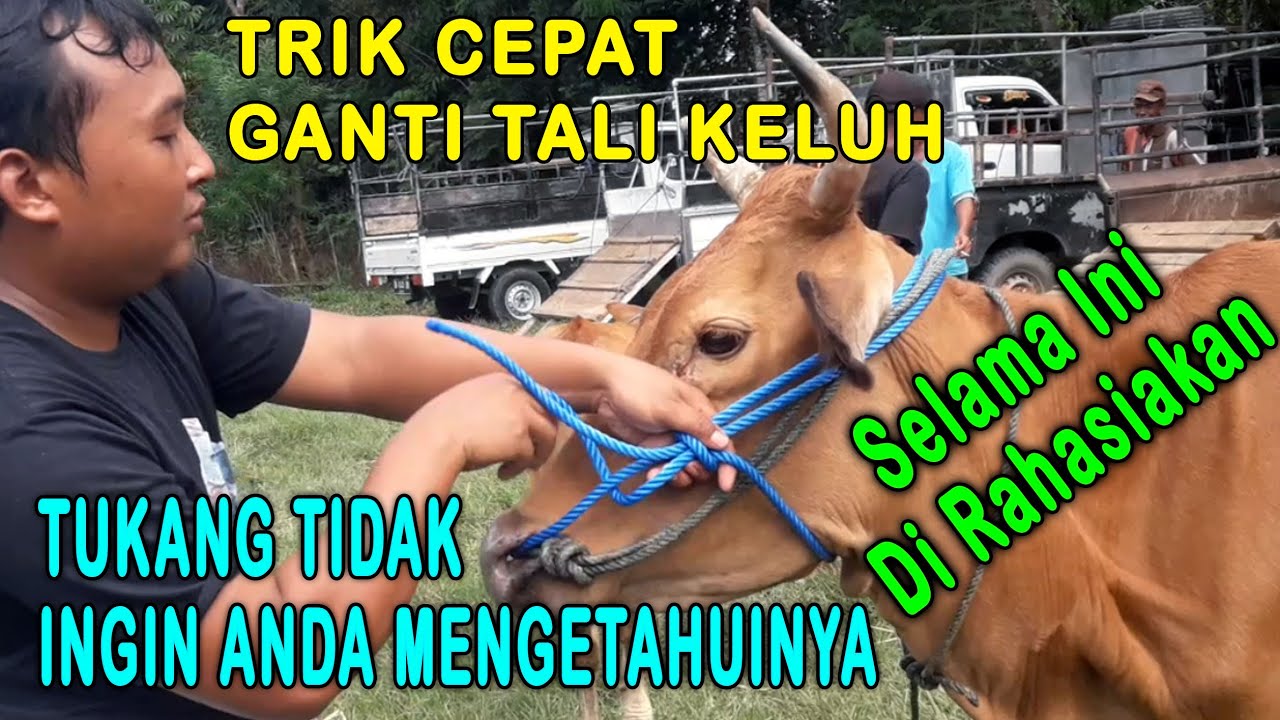 BONGKAR RAHASIA !! TRIK CEPAT GANTI TALI KELUH SAPI | Pasar Sapi Gorontalo #keluhsapi