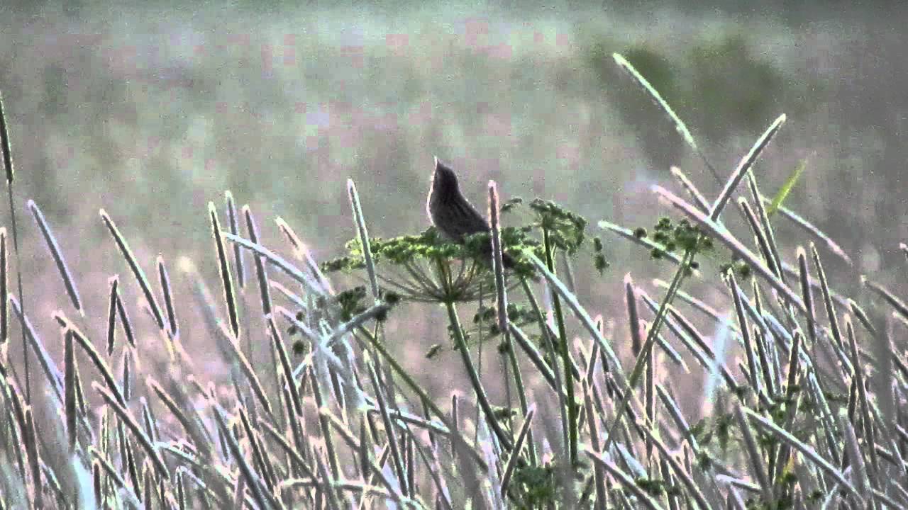 viirusirkkalintu -- Locustella lanceolata