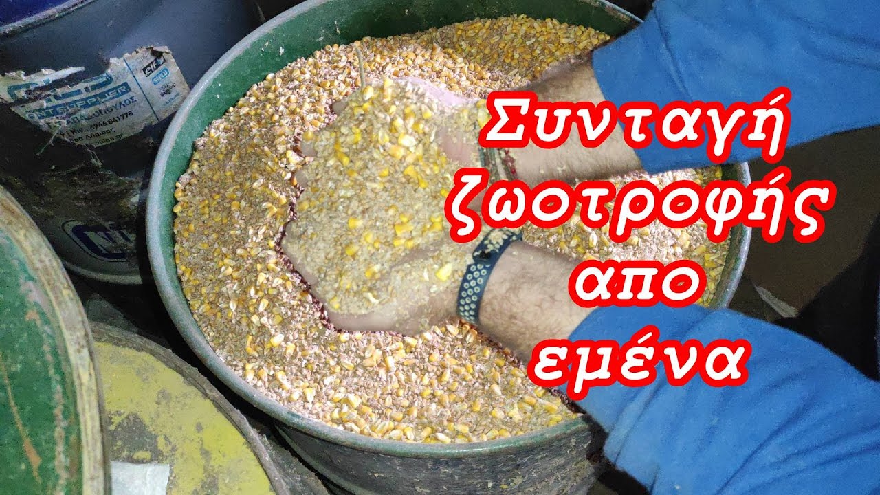 Συνταγή ζωοτροφής από εμένα | #chicken #farmajimcott #farma #greece #greek #κοτεσ #egg #world