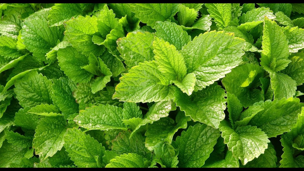 Balsam der Zukunft: Zitronenmelisse hilft! | Heilpflanzen A-Z
