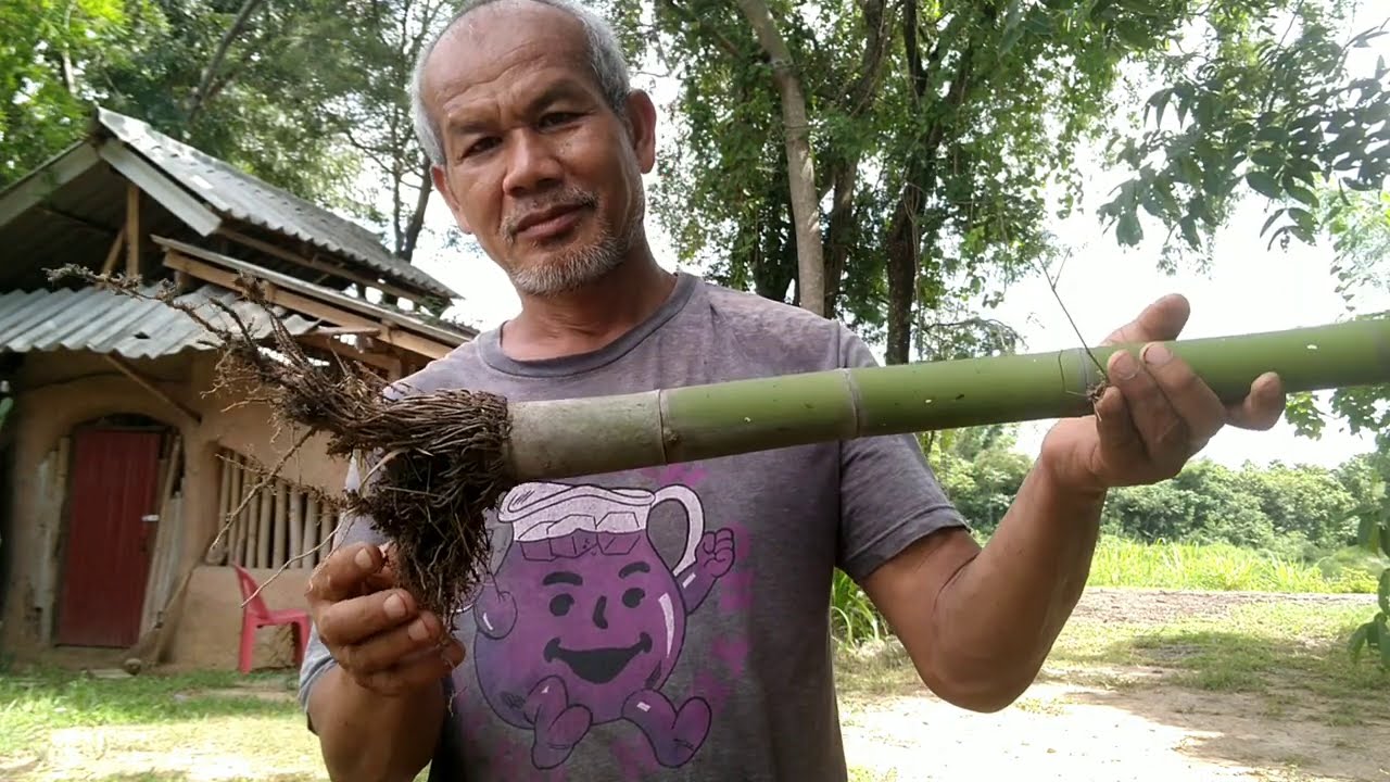 ไผ่