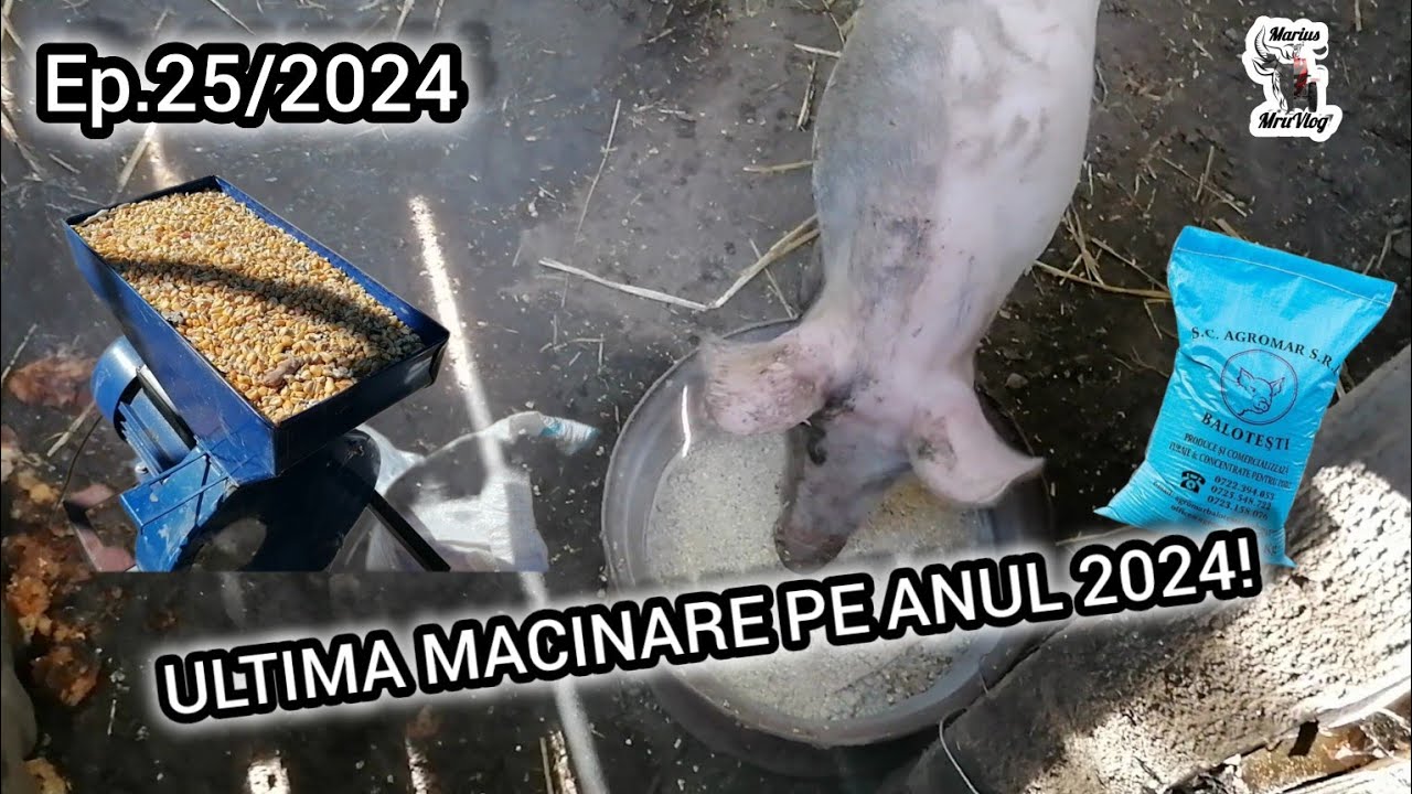 Moara PROFI-MIX MICUL FERMIER 🔹️FURAJ CRESTERE PORCI🐷🔹️NOUL MEMBRU IN CURTEA MEA!