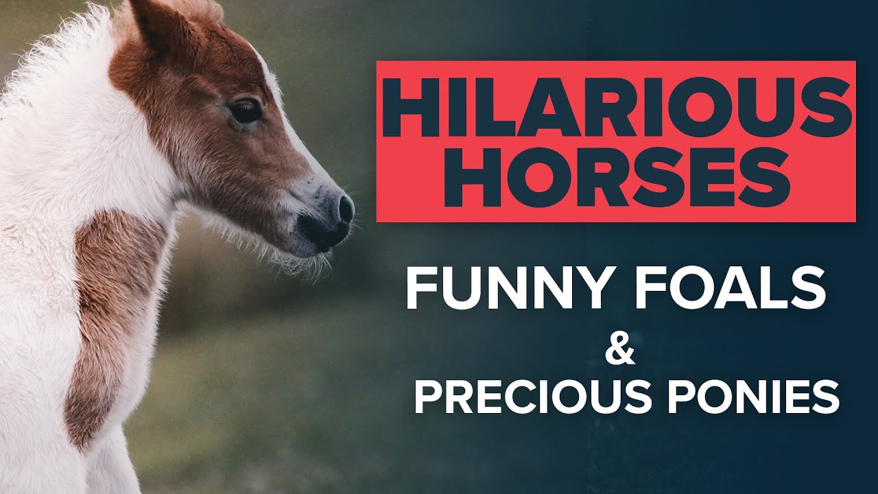 HILARIOUS HORSES, FUNNY FOALS AND PRECIOUS PONIES | WHR'S BEST FEEL-GOOD CONTENT
