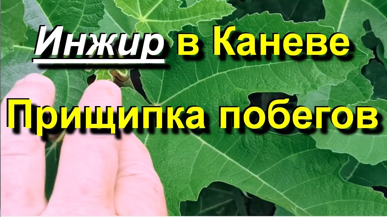 Инжир в Каневе. Прищипка побегов. 2025 06 15