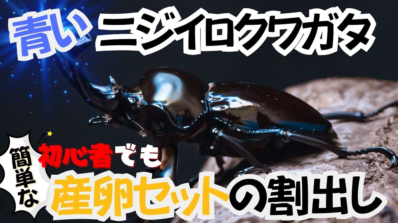 絶対に産卵させたい方にオススメしたいニジイロクワガタの産卵セットの割出し。