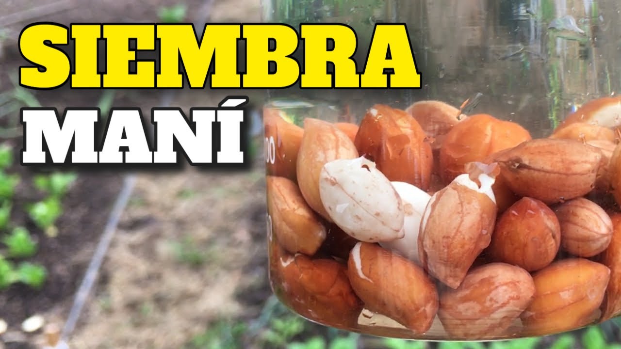 ✅Cultivo de MANI o CACAHUATE 🥜Te EXPLICAMOS CÓMO SEMBRARLO - Siembra en Septiembre