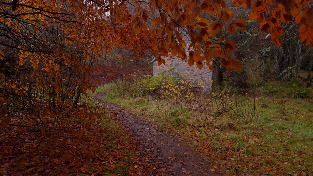 Scotland in Autumn, Walk in the Hermitage | Light Rain with Binaural Audio
