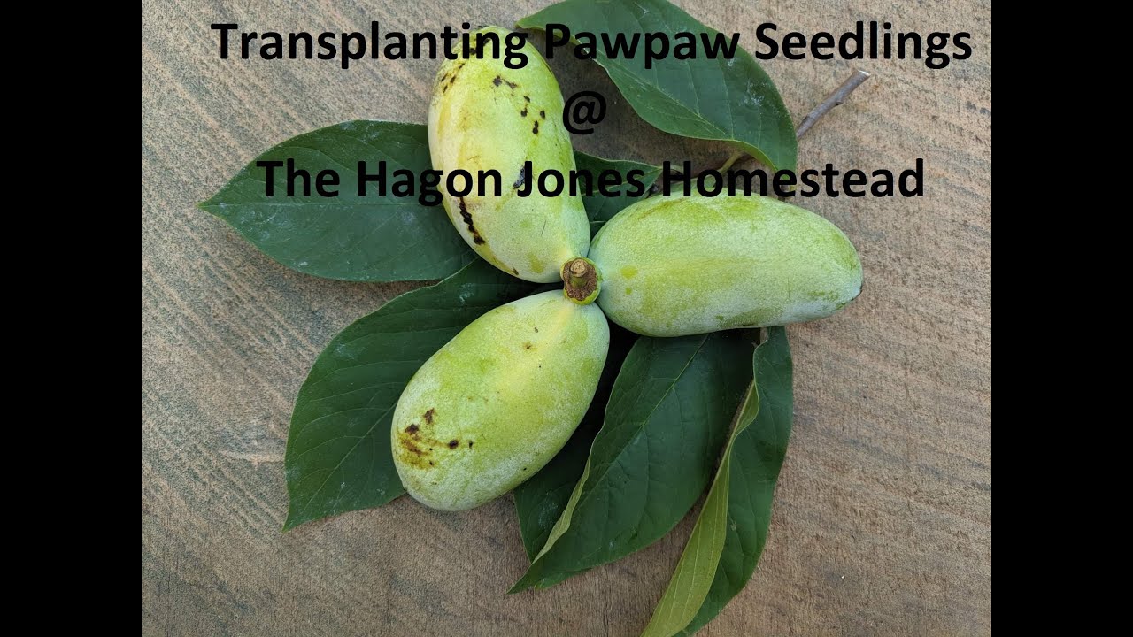 How To Transplant Pawpaw Seedlings @ The Hagon Jones Homestead