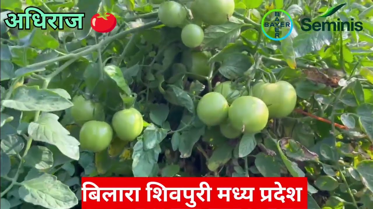 No.1 अधिराज टमाटर शिवपुरी में अधिराज 🍅 19/01/2026