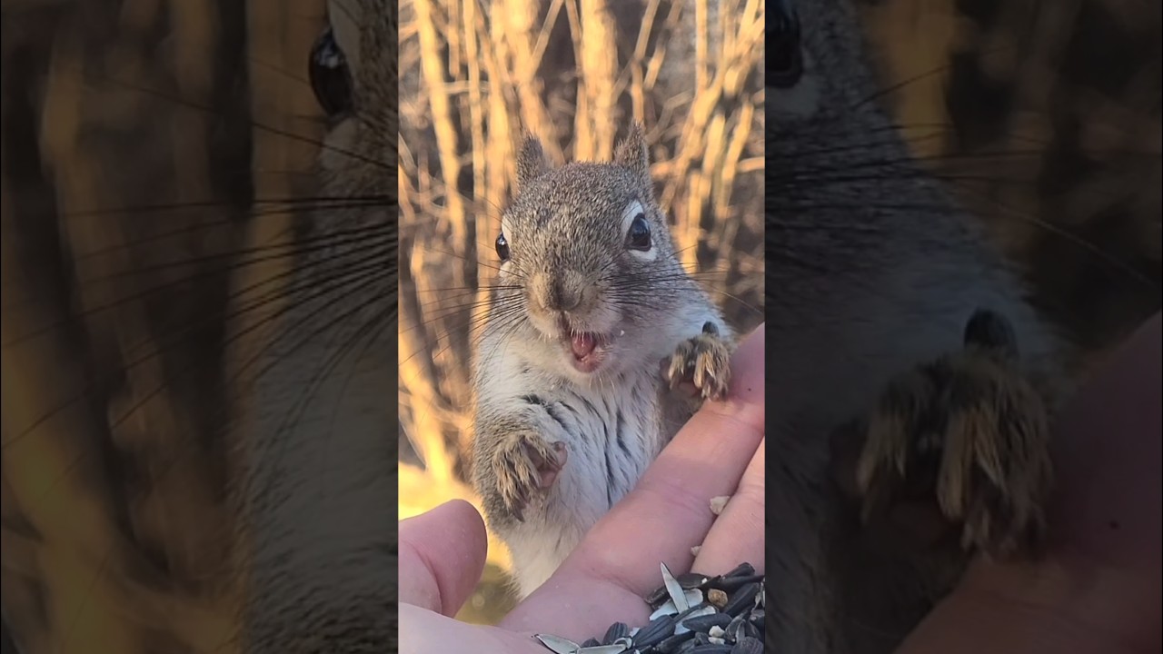 Squirrel Reacts