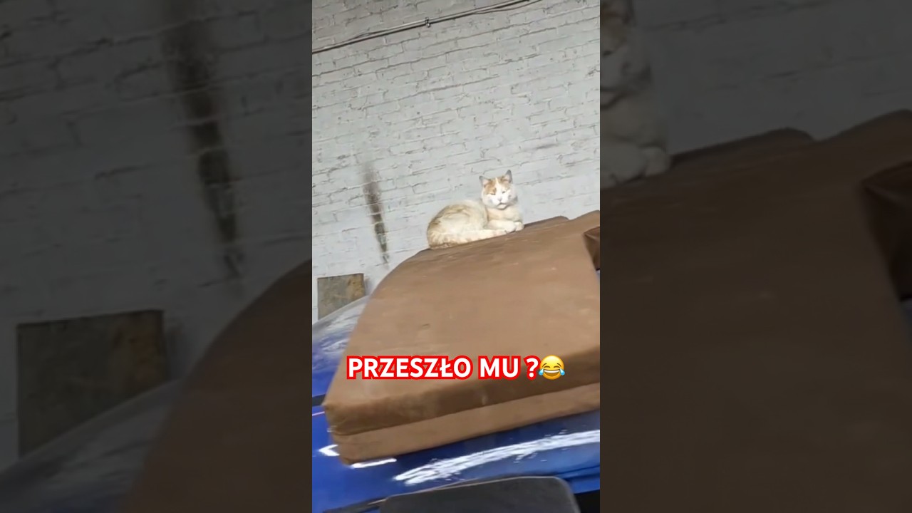 PRZESZŁO MU ?😂😂😂 #graoplon #shorst #funnymoments