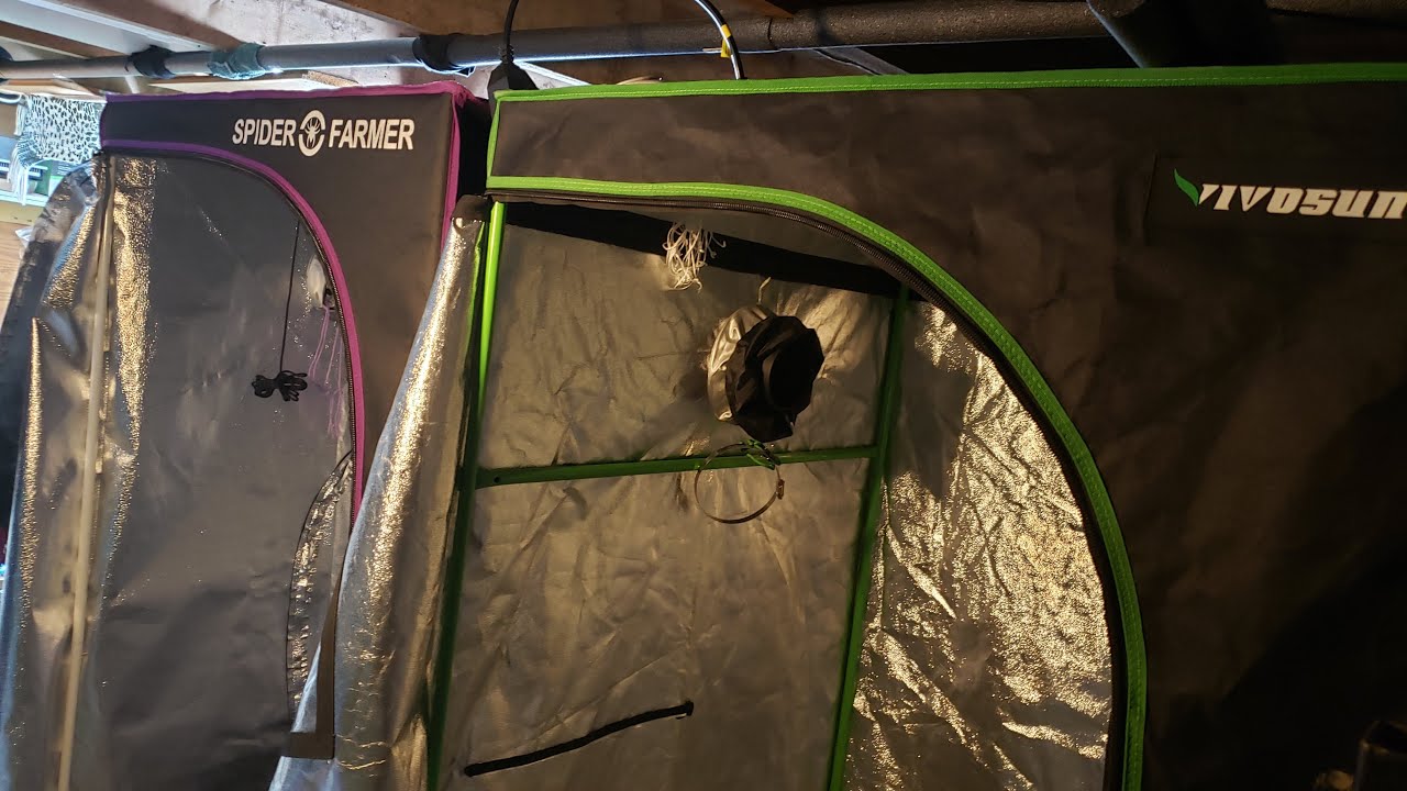 Gorilla Grow Room - MY CANNABEARD CUP SETUP And More...