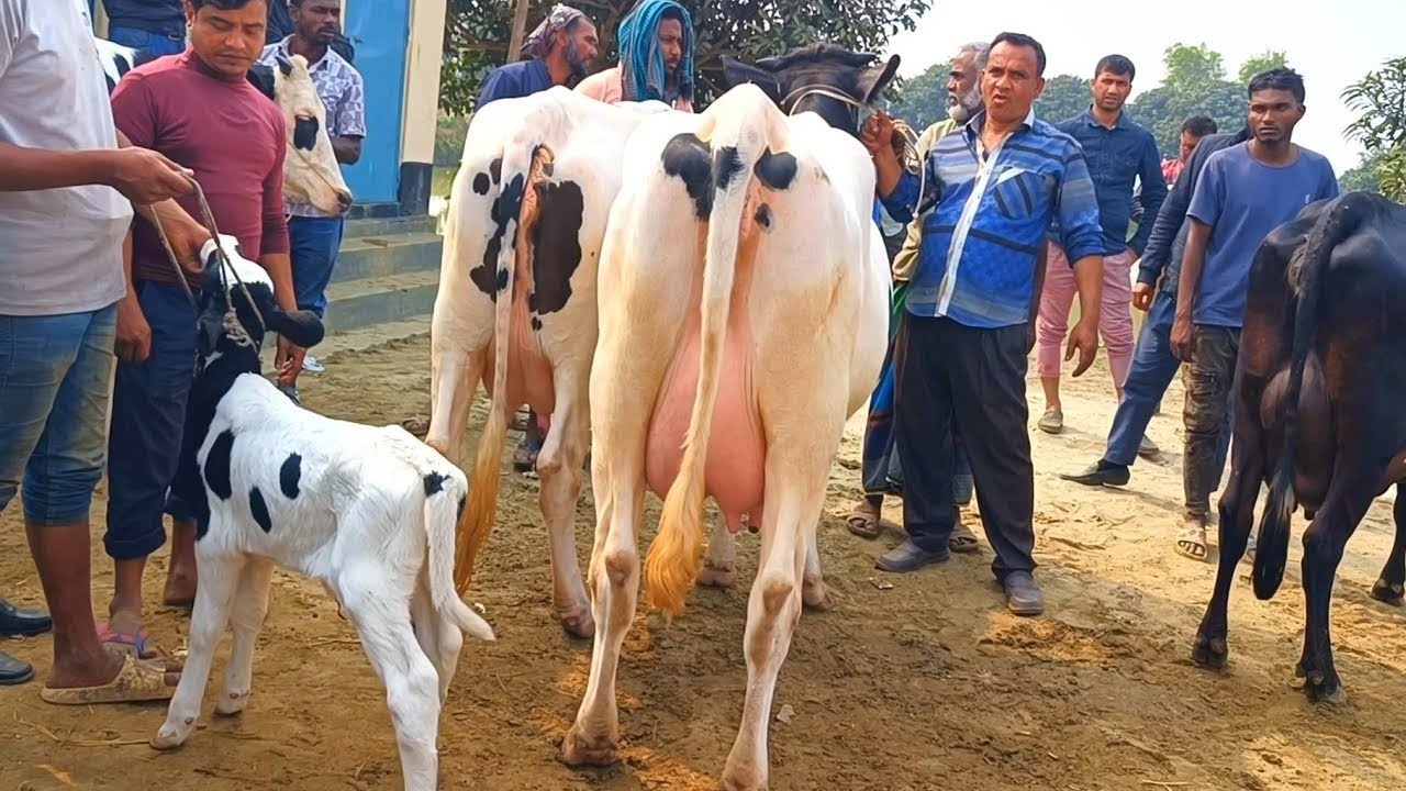 পাবনা অরনকোলা হাট থেকে গাভী গরুর দাম সহ বিস্তারিত জানুন গরুর হাট গরুর বাজার 
