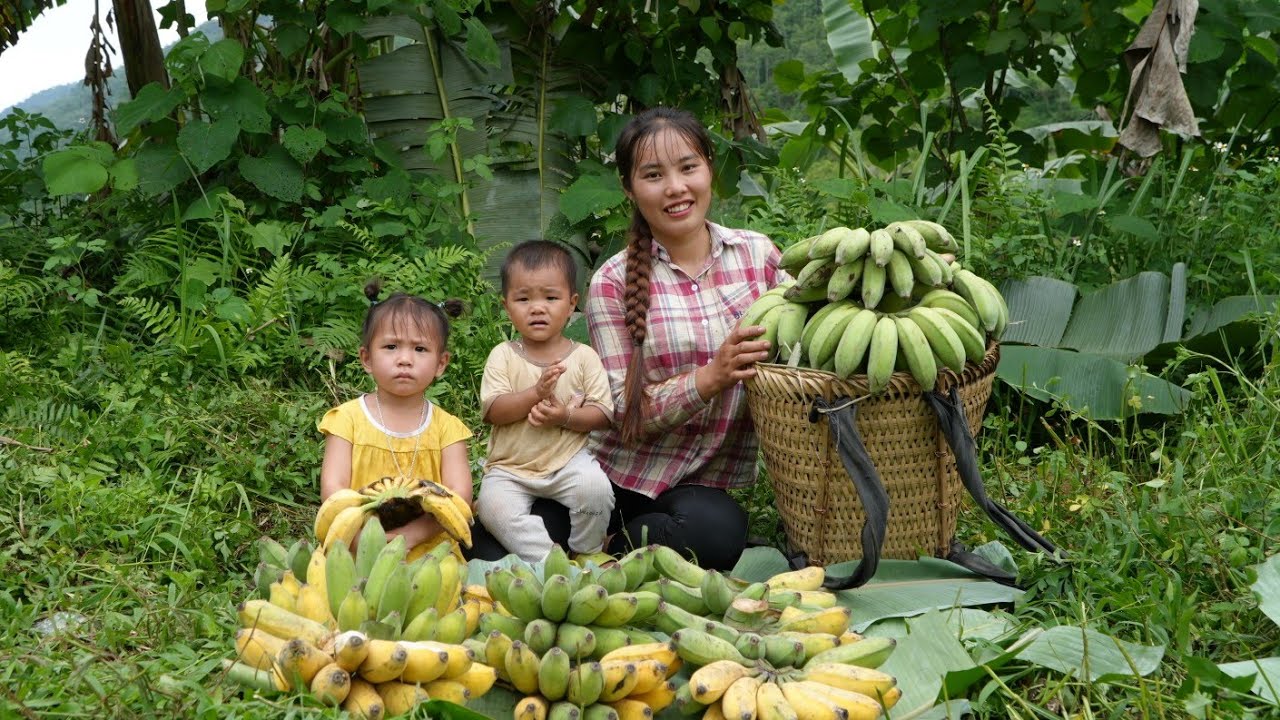 Harvesting giant bunches of ripe bananas to sell - cooking fish for little daughter to eat