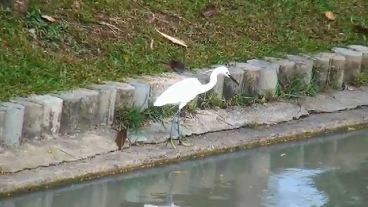 Малая белая цапля. Little Egret