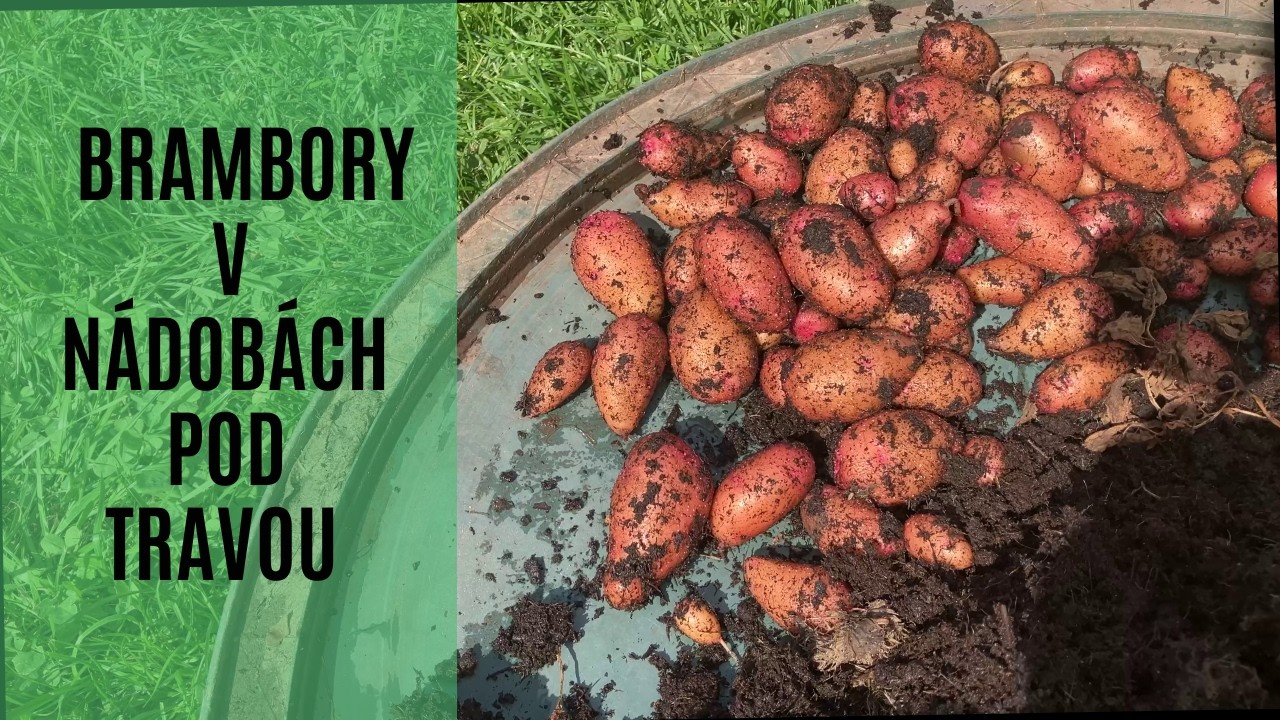 Brambory v nádobách, pod travou.