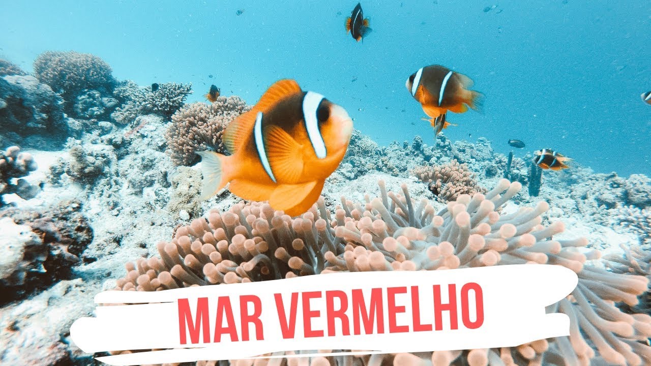 MERGULHO NO MAR VERMELHO EGITO // #MDAnoEgito