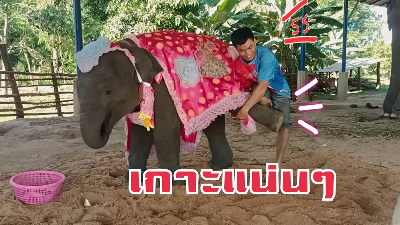 มาลุ้นกันช้าง4เชือกควาญคนเดียว!💢ใบข้าวพ่อถึงกับกะเด็น