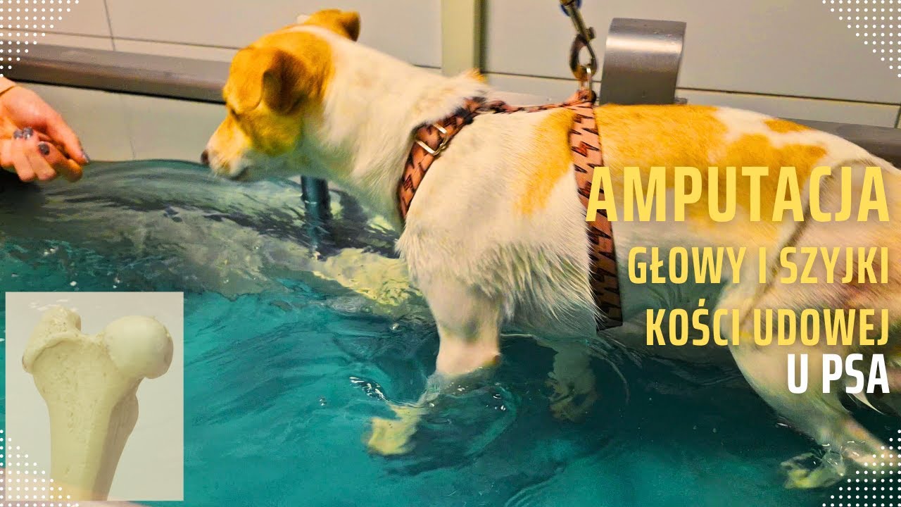 Resekcja głowy i szyjki kości udowej u psa - lek. wet. Kacper Weigel
