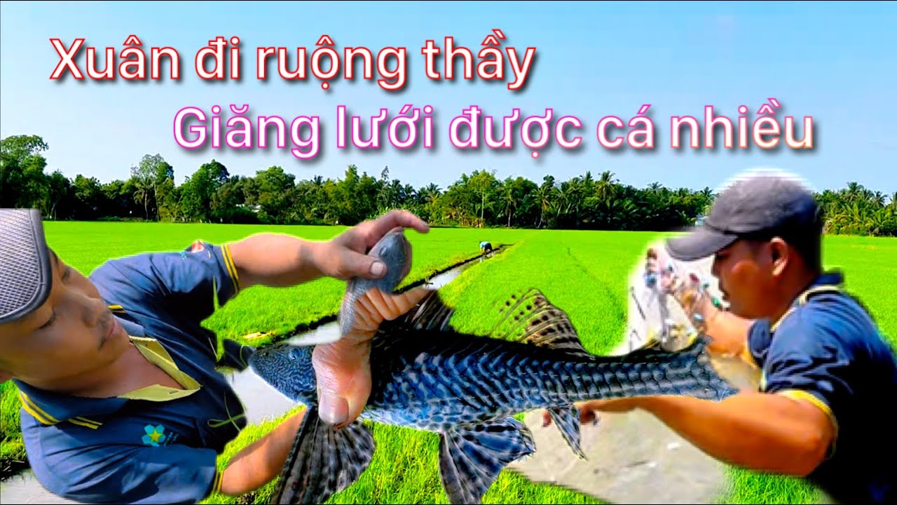 2 thầy trò U30 em Xuân đi ruộng thầy giăng lưới được rất nhiều cá lớn 