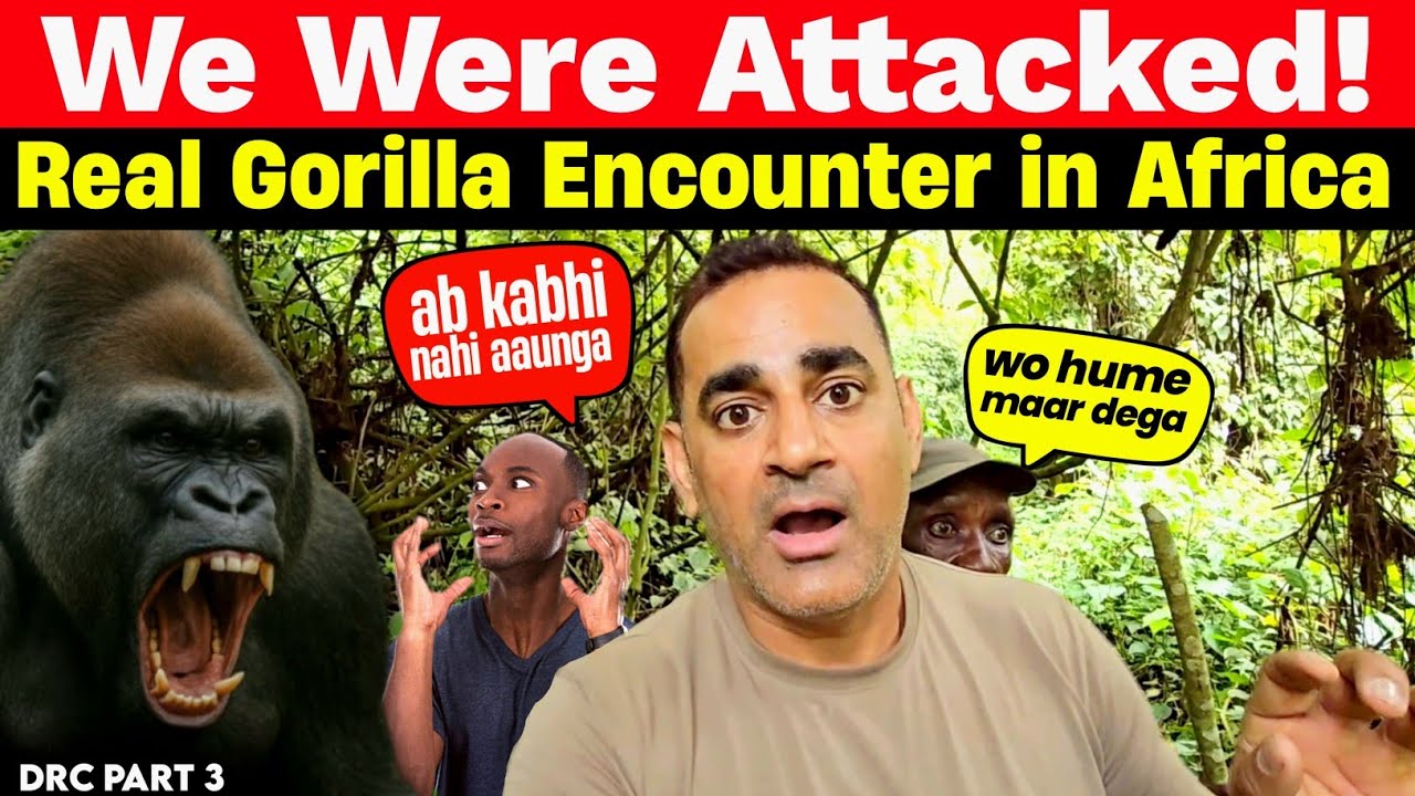 Scariest Jungle Experience! “Gorilla Attack in Congo – Caught on Camera!”