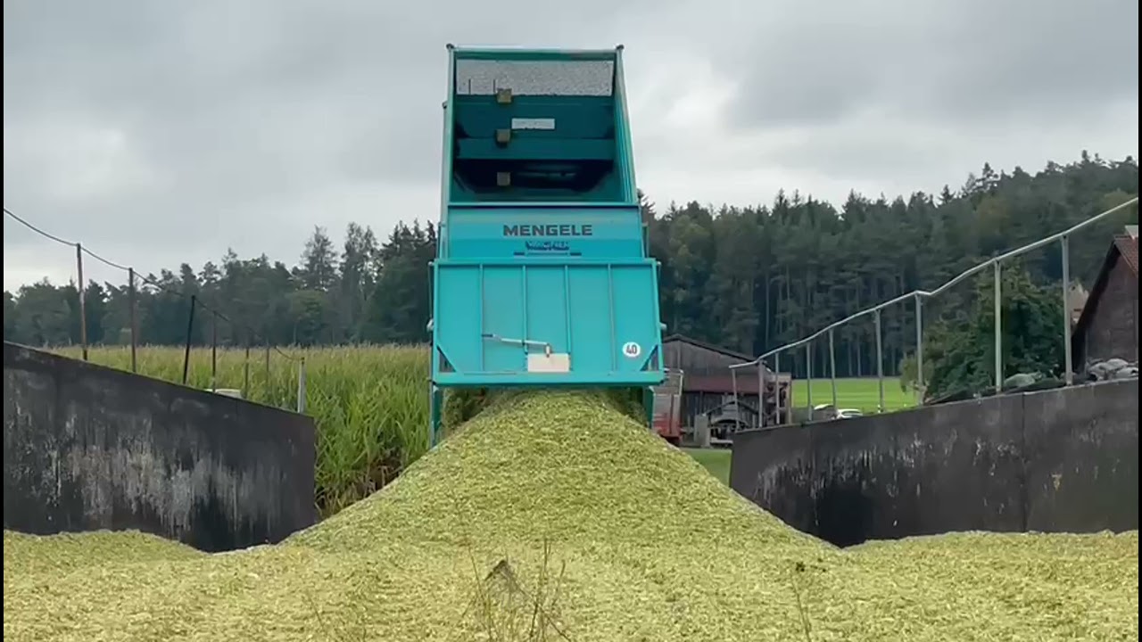 Mais Ernte 2021