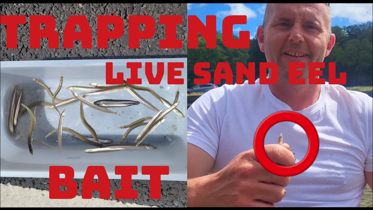 How to trap LIVE SAND EEL BAIT for fishing!