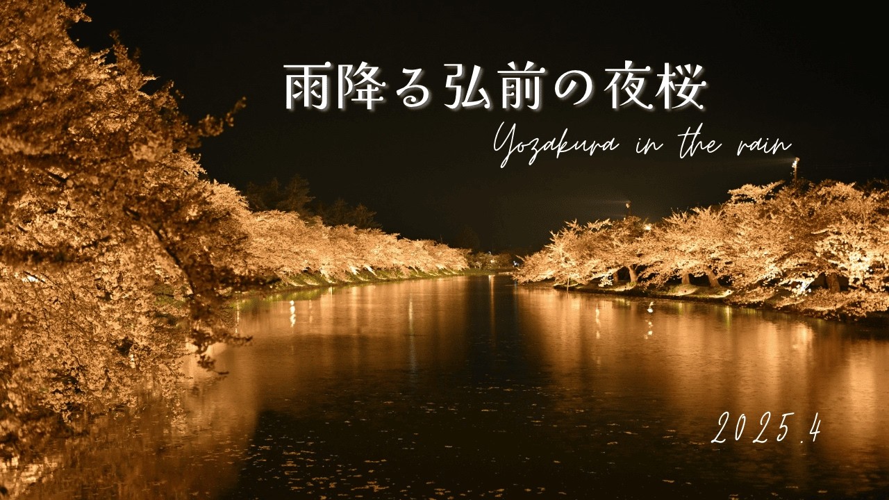 【青森】2025雨降る弘前の夜桜
