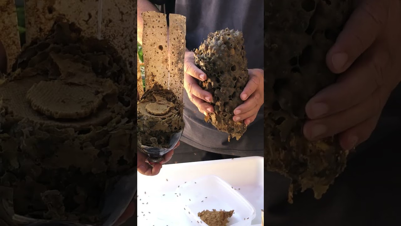 Vídeo inteiro com som. Abelha rainha ficou feliz com a casa nova 🥰