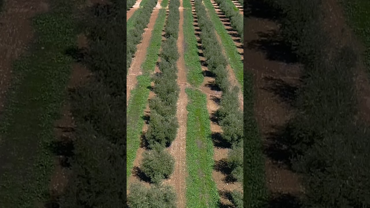 European olive harvests were heavily impacted by last year&rsquo;s drought. #OliveOil #Farming #Drought