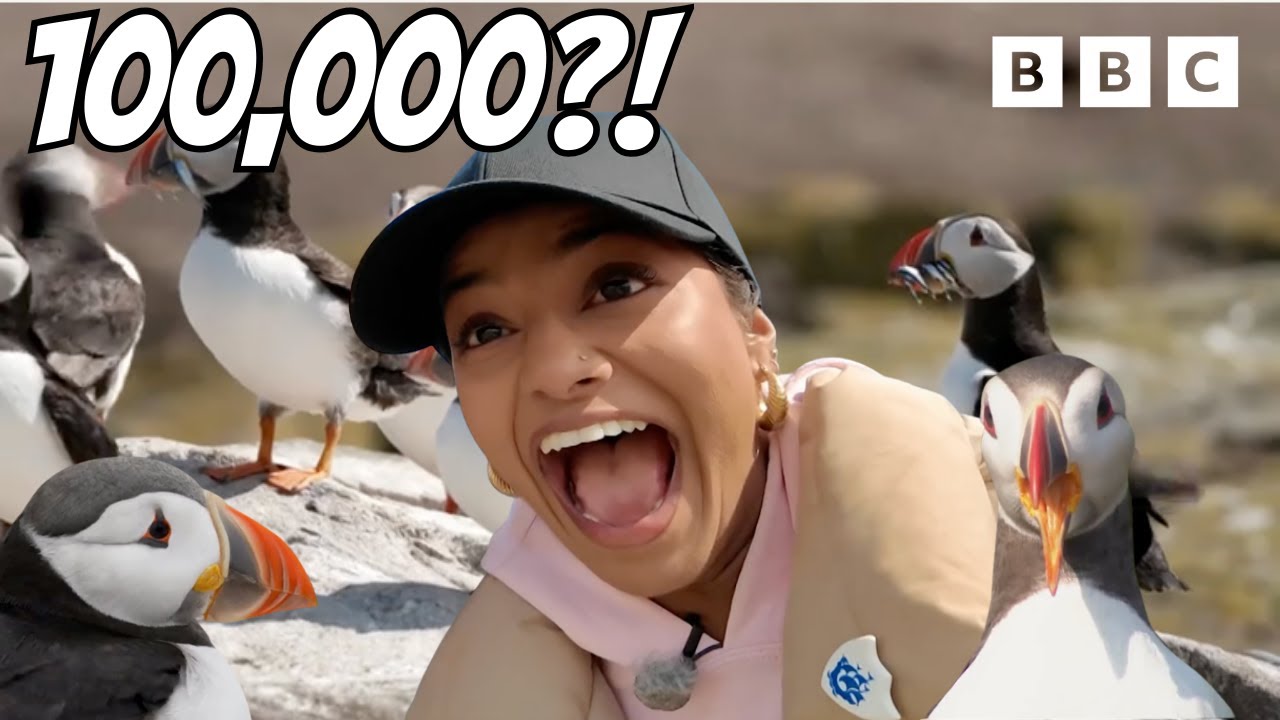Can we COUNT 100,000 PUFFINS?!