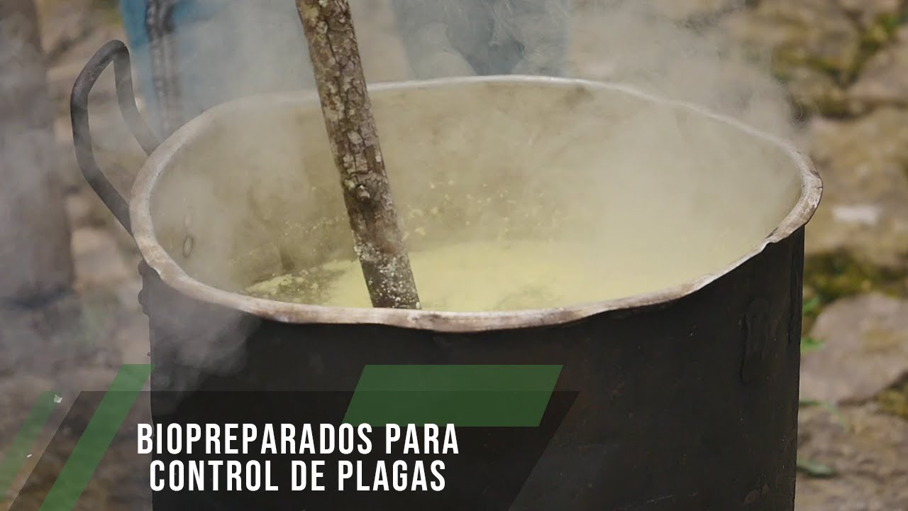 Biopreparados para control de plagas  - TvAgro por Juan Gonzalo Angel Restrepo