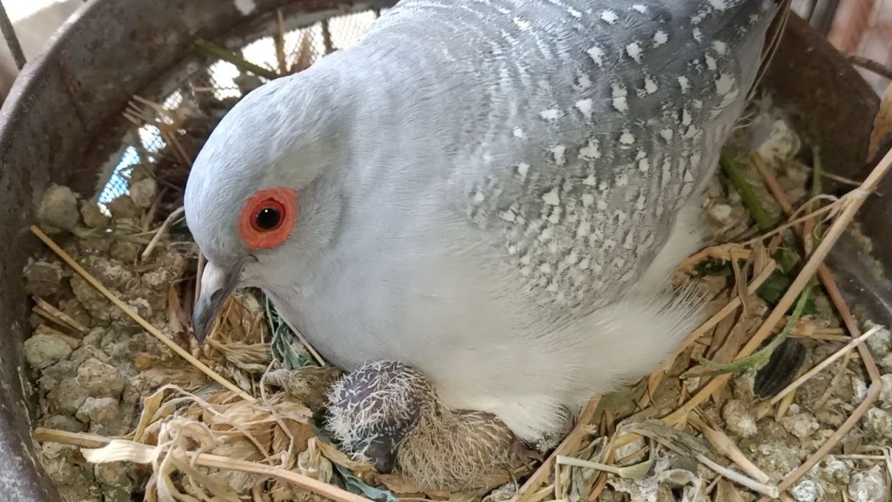 My Dove Breeding Progress Masha Allah Behtreen 7-9-21  in Urdu/Hindi.