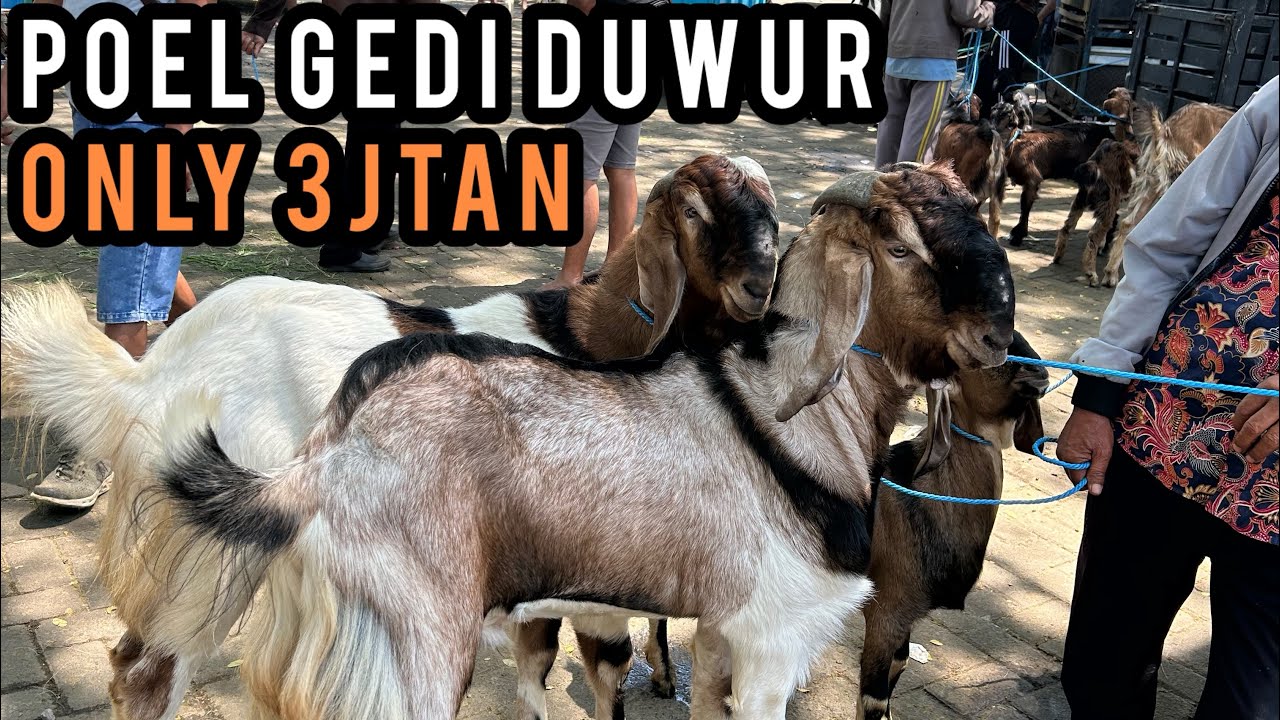 Update Harga Kambing hari ini di Pasar Hewan Wlingi-Blitar. Sabtu, 14 Maret 2026.