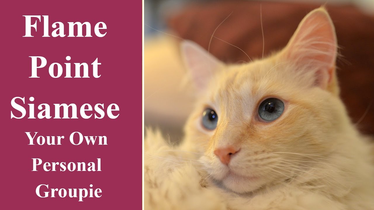 Flame Point Siamese   Your Own Personal Groupie