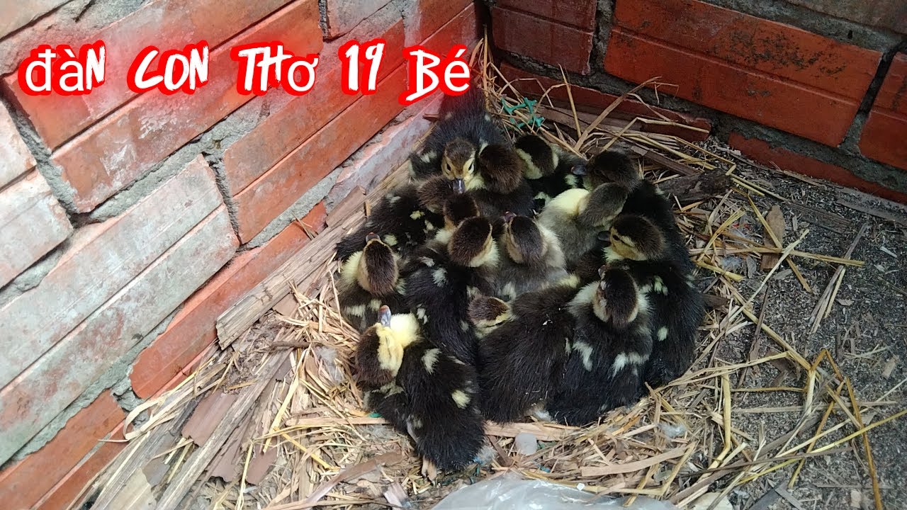 RA THĂM CÁC Ổ VỊT CÁC ẺM ĐÃ NỞ HẾT RỒI NÀ!!! ĐƯỢC 3 BÉ VỊT XÁM NHA| GIỐNG MẸ NÀ KIM THOA FAMILY