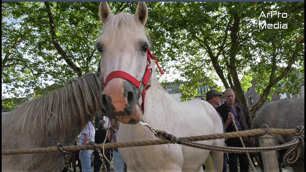 Bemmel  -  Ponymarkt  -  2023
