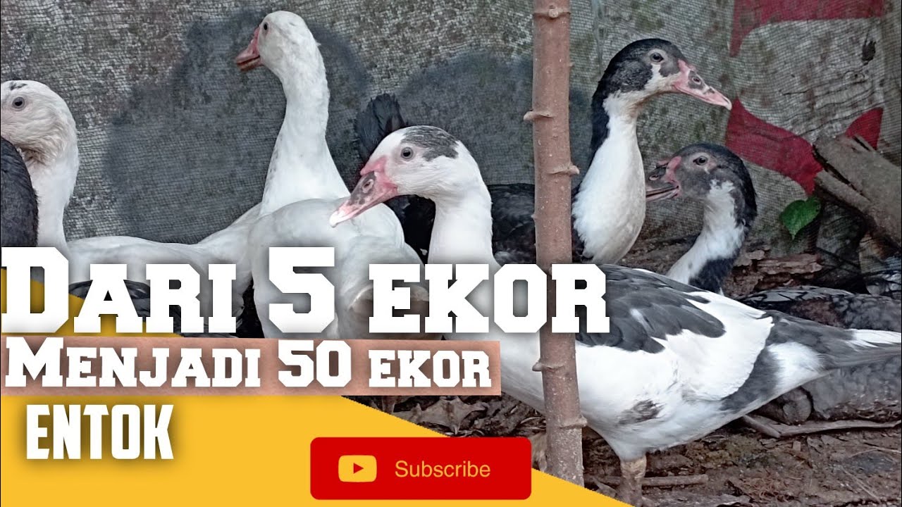 Dari 5 ekor menjadi 50 ekor entok 