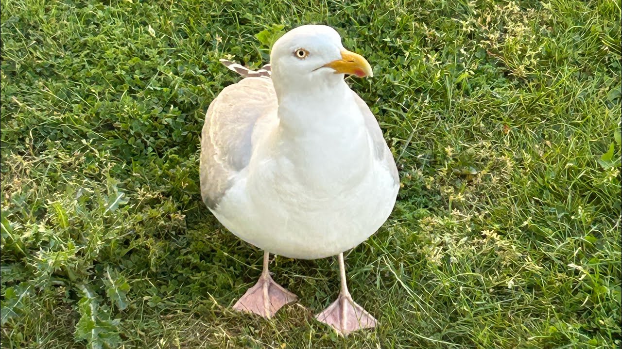 Tuesday at Hasting’s, meeting Biscuit 🐦 and some of a show!. 🩵 💕✨ (Not my music.) 🎵