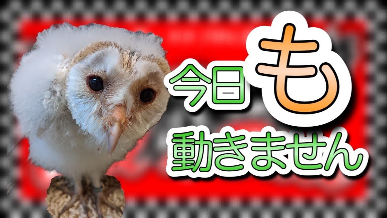 【フクロウ観察】メンフクロウの雛 - Barn owl