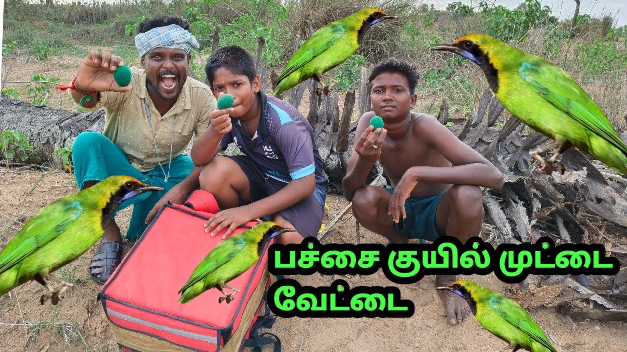 🦜குயில் முட்டை வேட்டை 🥚🥚🦜🦜 #Quill #greenQuillegg